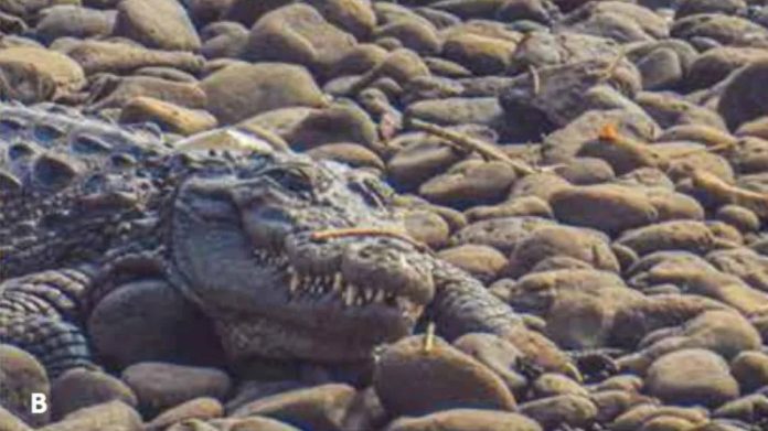 Crocodilos salvam cão de perseguição na Índia e intrigam cientistas