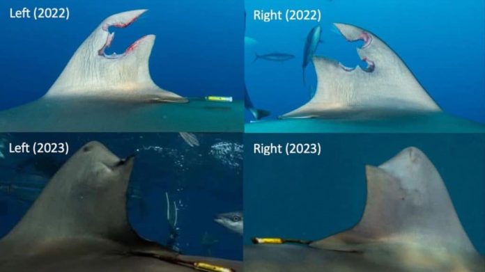 Tubarão-seda consegue regenerar nadadeira; é o primeiro registro da história