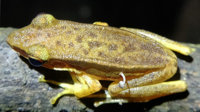 Sapo zumbi? Animal é encontrado vivo e com cogumelo preso no corpo