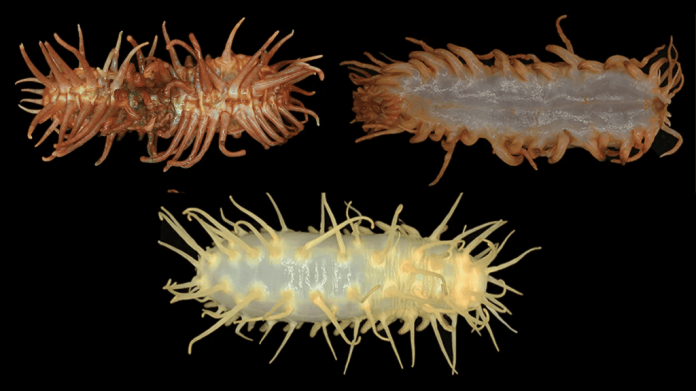Novas espécies de aparência bizarra são descobertas no fundo do mar