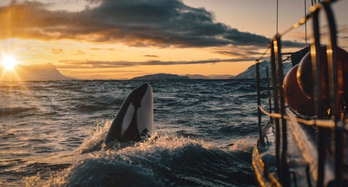 Orcas estão destruindo barcos — e motivo é finalmente descoberto