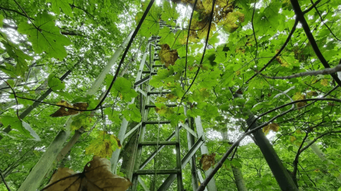 Árvores antigas podem combater mudanças climáticas; entenda