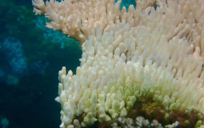 Coral com mais de 600 anos pode revelar o passado do Oceano Pacífico