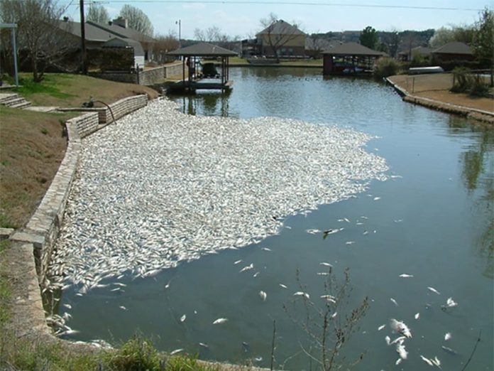 Toxina assassina de peixes bate recorde de maior proteína conhecida