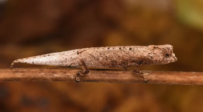 Camaleão incrivelmente minúsculo é descoberto em Madagascar