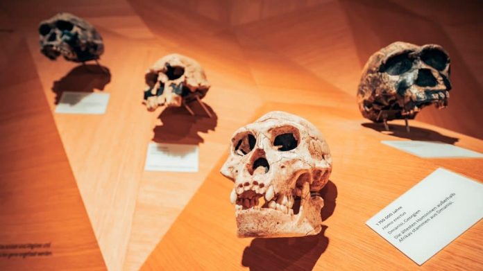 Crânios reconstruídos de neandertais em exibição de museu