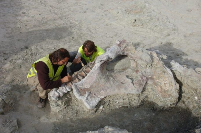 Nova espécie de dinossauro gigante é descoberta na Espanha