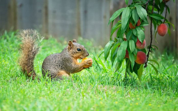 Animais consomem mais álcool do que se pensava