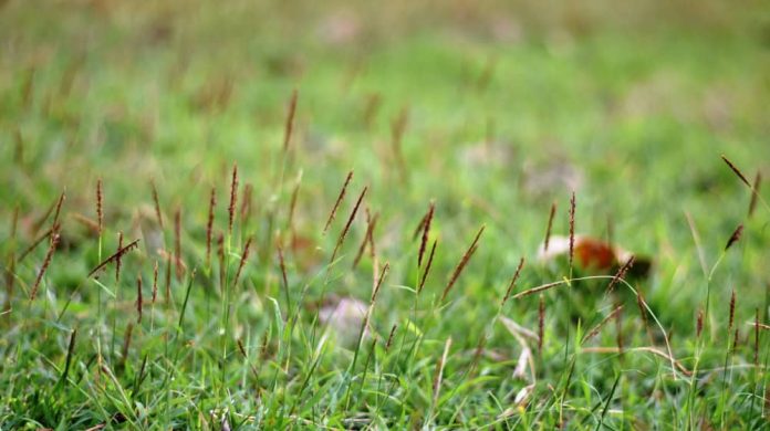 Descoberta de segredo das plantas pode aumentar produção agrícola