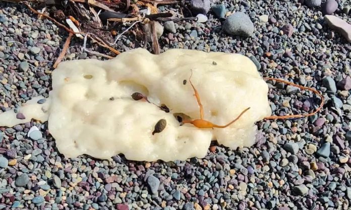 Mistério de bolhas brancas em praia do Canadá é revelado