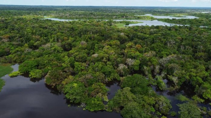 Árvores estão ‘viajando’ entre a Amazônia e a Mata Atlântica