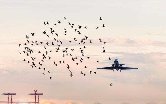 avião cercado por aves
