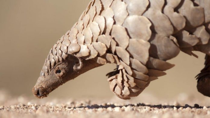 Existe pangolim no Brasil? Conheça 5 curiosidades do único mamífero com escamas