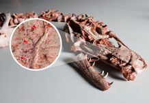 Brasileiros e argentinos encontram evidência mais antiga de briga entre dinossauros
