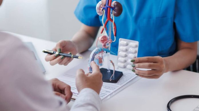 A imagem mostra duas pessoas em um ambiente médico. Uma delas está vestindo um jaleco branco, enquanto a outra usa um uniforme azul. A pessoa de uniforme azul está segurando uma cartela de comprimidos, e a outra está apontando com uma caneta para um modelo anatômico do sistema urinário humano, que inclui os rins, ureteres, bexiga e uretra. Sobre a mesa, há também um estetoscópio. A cena parece retratar uma consulta médica, onde se discute o tratamento ou a anatomia do sistema urinário.