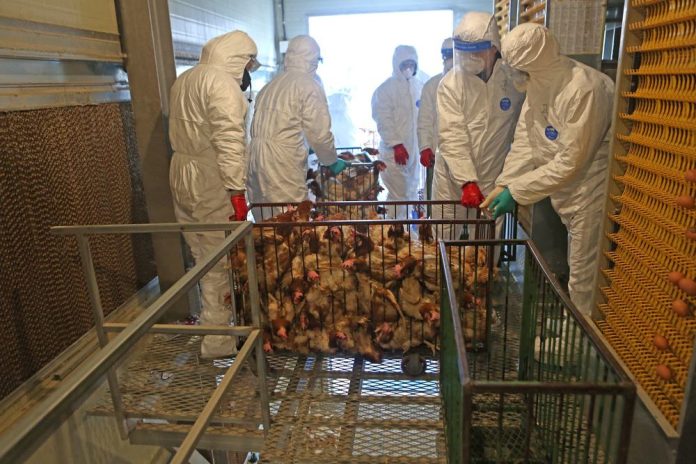 Pessoas com equipamento de proteção carregando uma gaiola com aves mortas
