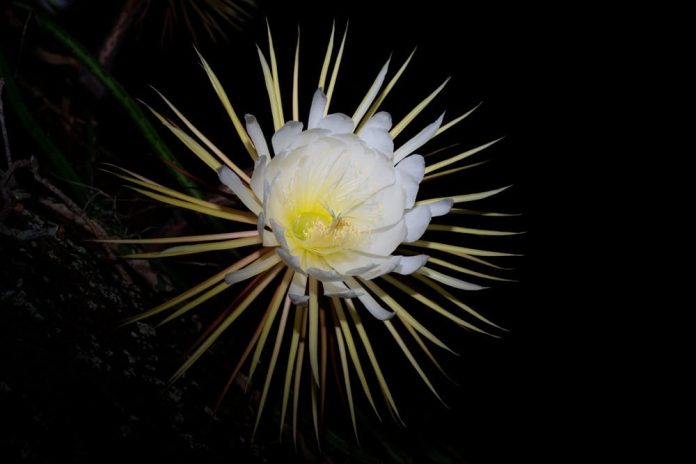 imagem mostra flor da lua: uma flor típica da amazônia. ela é branco, com regiões pontiagudas fofas ao toque