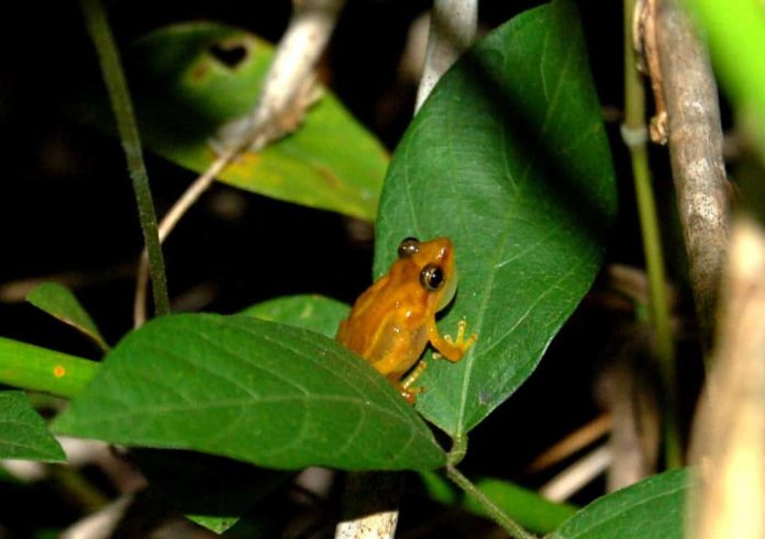 Rã coqui de cor amarela sobre uma folha verde em meio à vegetação, fotografada à noite.