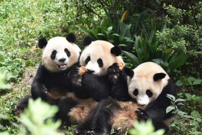 panda-china-imagem