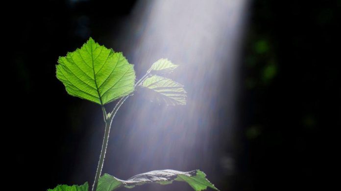 Por que as plantas são verdes? A ciência explica