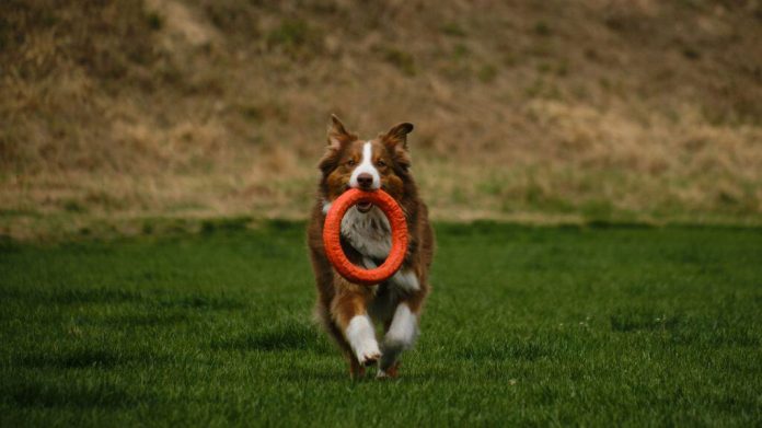Por que cachorros comem objetos?