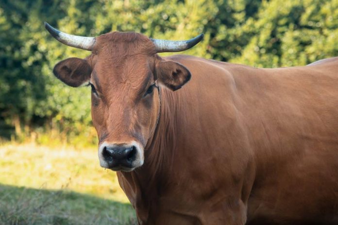 Vaca