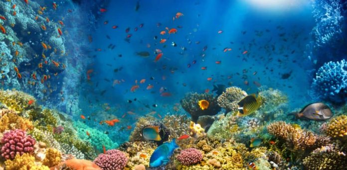 Ainda é possível salvar os oceanos?