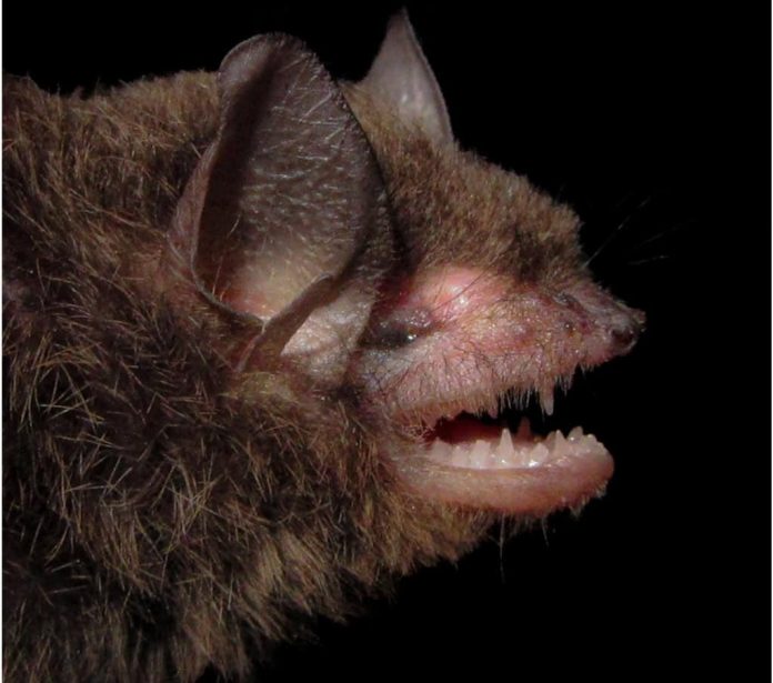 Cientistas podem ter descoberto como morcegos evitam o câncer