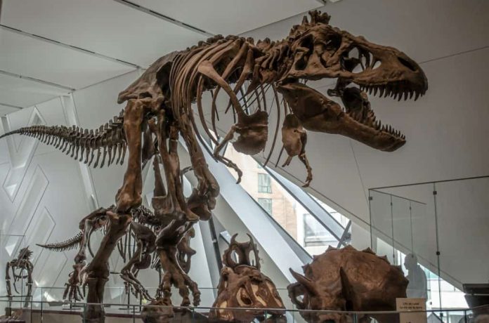 Fósseis de dinossauros no Museu de Ontário. (Imagem: Narciso Arellano/Unsplash)