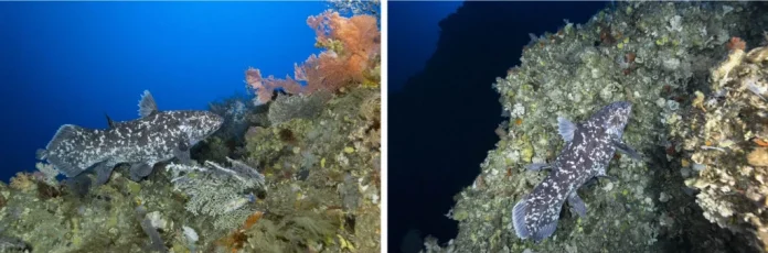 Comparação dia um e dois da pesquisa com raro peixe celacanto.