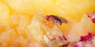 Mosca em fruta
