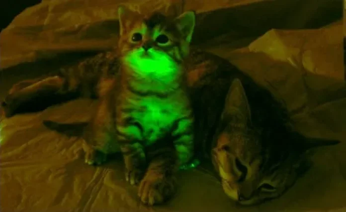 O dia em que cientistas fizeram gatos brilharem contra a AIDS