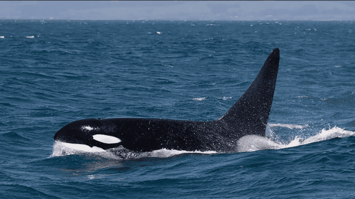 baleia-orca