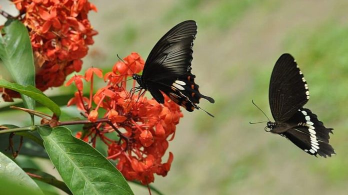 borboleta Common Mormon num ritual de cortejo pré-acasalamento