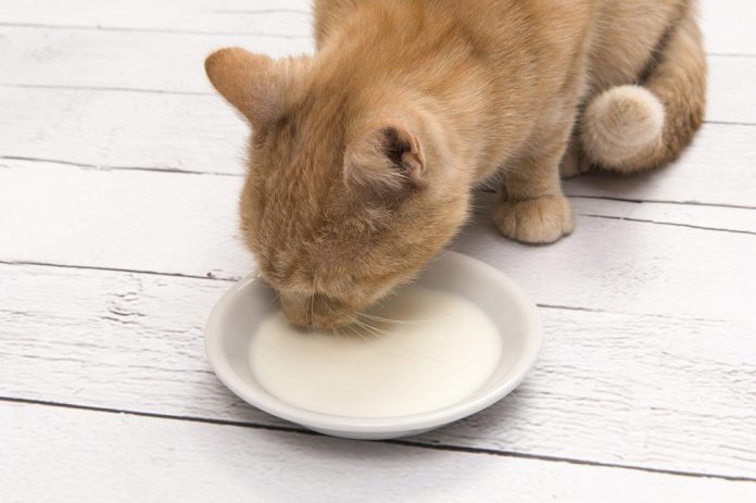 Gato bebendo leite de uma tigela 