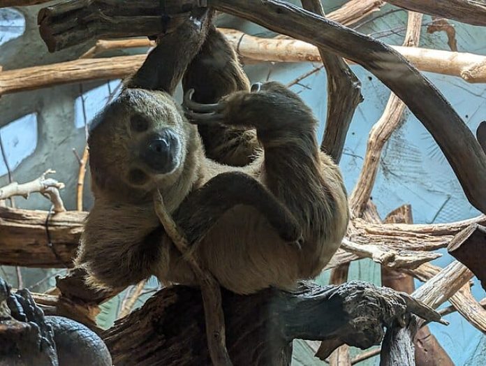 Por que o bicho-preguiça é tão lento?