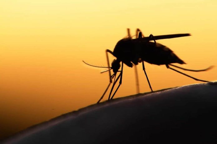 imagem mostra a silhueta/sombra do mosquito da dengue com o pôr-do-sol no fundo
