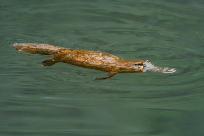 Ornitorrincos são conhecidos por suas características únicas, como o bico e a cauda.