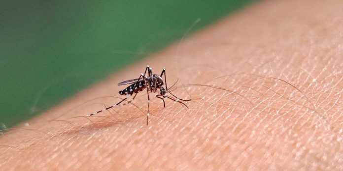 Dengue