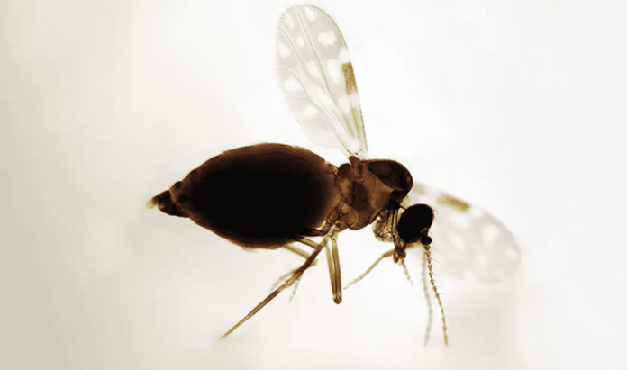 Antes restrita à Amazônia, febre oropouche se espalha pelo país