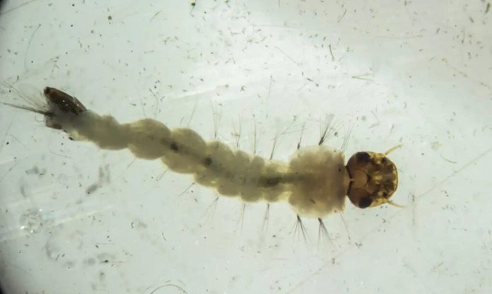 Larva de mosquito da dengue inoculado com a bactéria Wolbachia