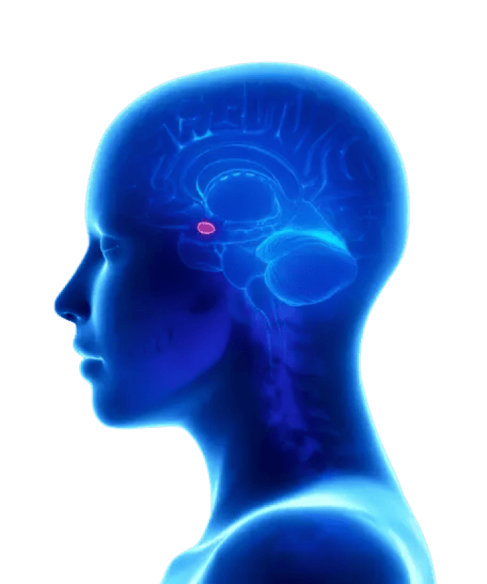 imagem mostra uma ilustração do pescoço e cabeça em azul, além do cérebro, demarcando em vermelho a localização das amígdalas cerebrais