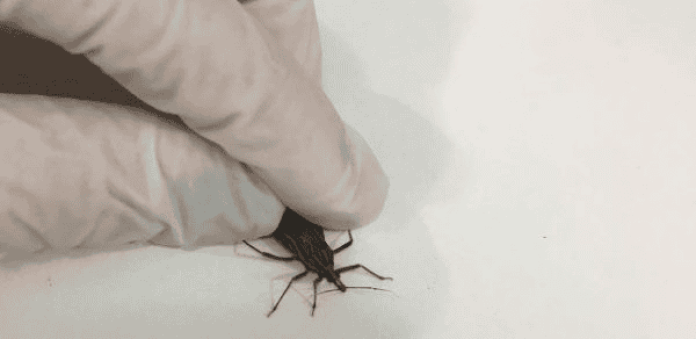 Barbeiro, inseto responsável por transmitir o parasita da Doença de Chagas