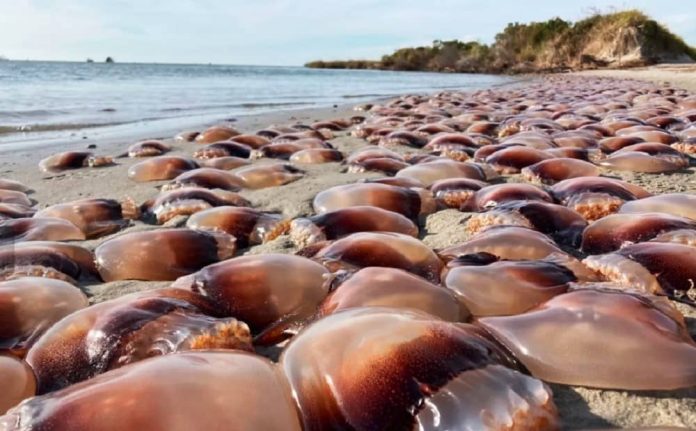 Sabia que praias australianas tem ‘estações de vinagre’ na areia? Entenda o porquê
