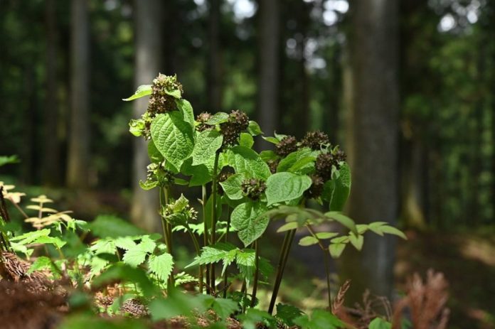 A planta que “imita” formigas para ser polinizada