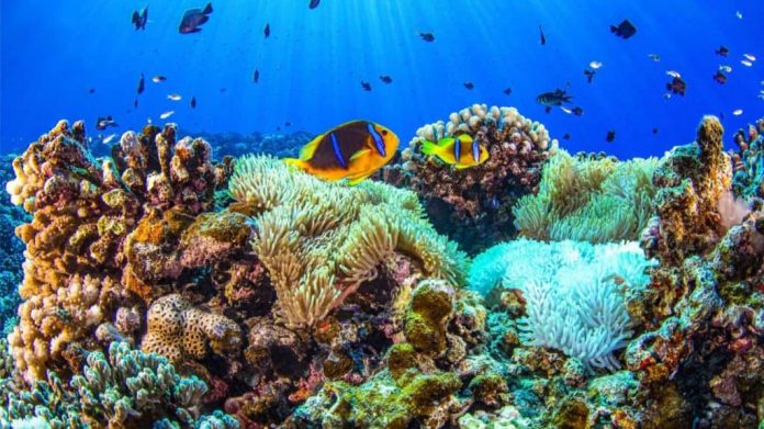 Fenômeno crucial para a vida marinha não ocorre pela primeira vez em 40 anos