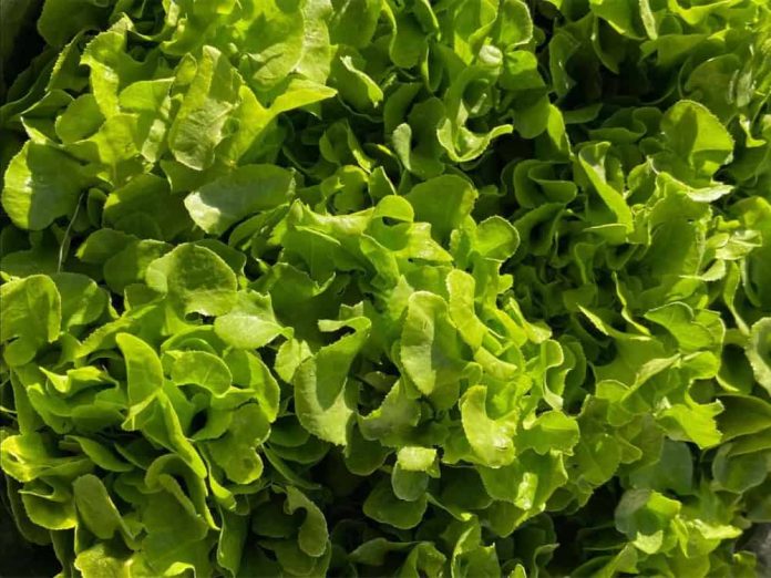 Mudanças climáticas podem tornar cultivo de alface inviável no Brasil
