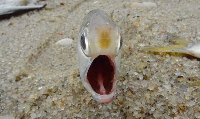 Os peixes realmente têm uma língua?
