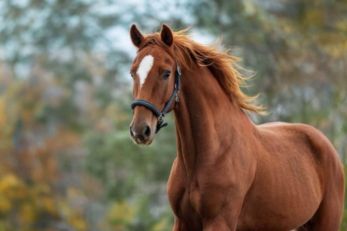 cavalo