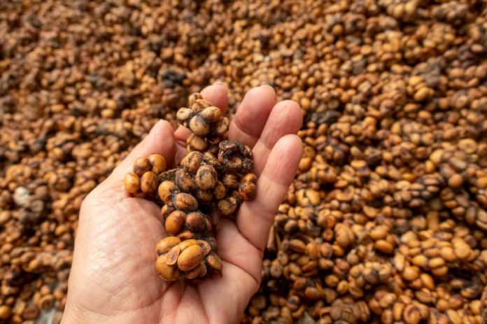 Mão segurando grãos de Kopi luwak, ou café de civeta